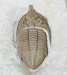 Huntonia Trilobite - Bob Carroll Prepared #20886-1